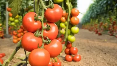 صورة Marruecos reducirá las exportaciones de tomate al extranjero